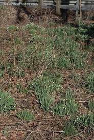 Snowdrops Invasive Graham S Garden