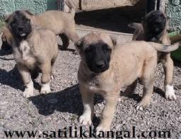 kangal yavrusu 2021 kangal kopek yavrusu