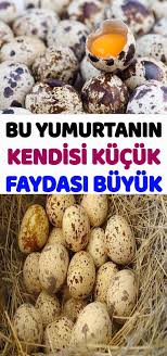 Bildircin Yumurtasi Oksuruk Nefes Darligi Bronsit Ve Daha Bircok Derde Derman Food Breakfast