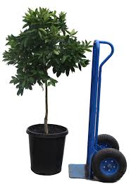 Washington Navel Orange Tree For Sale In Los Angeles California