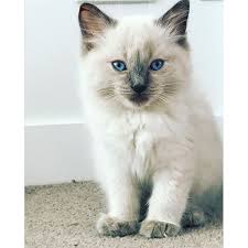 3 week old kitten development: Meet Our 8 Week Old Ragdoll Kitten Miller Aww