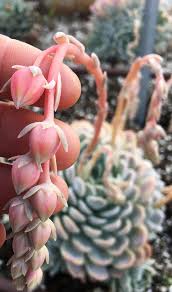 We did not find results for: Echeveria Arctic Ice Unique Patented Succulent Hybrid