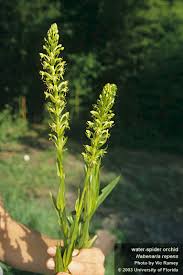 Image result for Habenaria arenaria