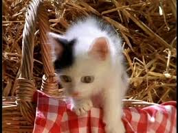Baby Einstein Baby Dolittle Neighborhood Animals 2001 Video Dailymotion