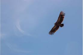 Untuk itulah kami di tsi mengembangbiakan elang jawa. Cari Jawaban Soal Kelas 4 Tema 9 Subtema 1 Apa Yang Dapat Kamu Lakukan Untuk Ikut Melestarikan Burung Elang Jawa Semua Halaman Bobo