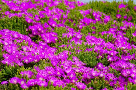 Bodendecker Die Schonsten Pflegeleichten Sorten Plantura Einfache Gartengestaltung Bodendecker Garten Ideen Gestaltung Vorgarten