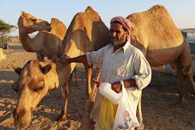 There are two types of camels: Mena Region A Real Driver For International Trade All About Feed