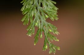 Image result for Crepidomanes inopinatum