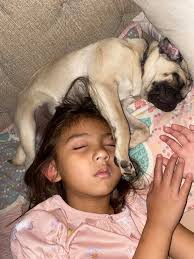 Sweet Stinky snuggling her squeaky toy in anticipation of the pending  tropical storm.