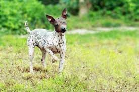 He is a fine choice for allergy sufferers who want a dog. American Hairless Terrier Full Profile History And Care