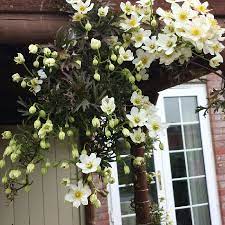 Happy in any aspect it thrives in. Clematis X Cartmanii Avalanche Clematis Avalanche Uploaded By Greenally