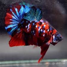 Live Betta Fish Huge 1 7 034 Body Super Red Koi Galaxy Star Halfmoon Pk Male 479 Betta Betta Fish Fish