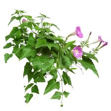 Image result for Ipomoea horsfalliae