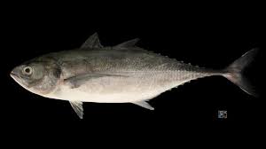 Image result for Cordyla