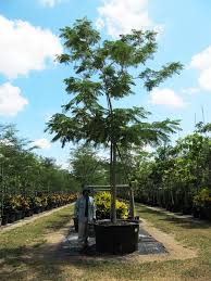 Image result for Peltophorum dubium