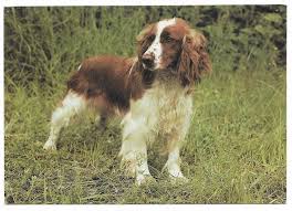 Image result for velššpringršpaněl