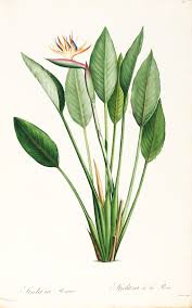 Transparent Bird Of Paradise Flower Drawing Redoute Les Liliacees 1805 Travel Atlases Maps And Natural History Books In 2020 Tropical Flowers Illustration Flower Drawing Botanical Illustration Vintage