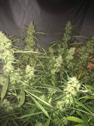 Maybe you would like to learn more about one of these? Royal Queen Seeds Northern Light Automatic 3 Grow Journal Harvest14 By Growdiaries