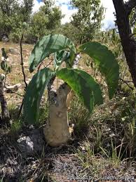 Image result for Cyphostemma jaegeri