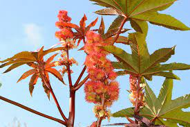 Für den körper hat es so lange keine bedeutung, bis es für therapeutische zwecke eingesetzt werden soll. Rizinus Wunderbaum Ricinus Communis Awl Ch