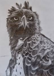 Martial Eagle Sketch Eagle Sketch Bird Drawings Art Journal Challenge