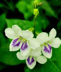 Image result for Asystasia malawiana