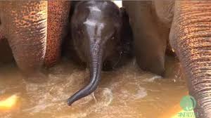 Baby elephant catching some zzz's. Herd Of Elephants Work Together To Protect Calf In Thailand River During Bath Time Abc7 San Francisco