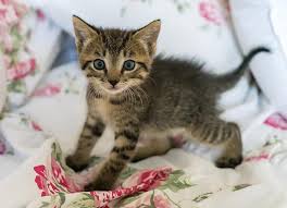 Mimpi dengan anak kucing termasuk yang umum dan sering terjadi. Anak Kucing Baru Lahir Kucing Membantu Perkembangan Imut Bulu Lokal Licik Potret Bayi Kecil Pikist
