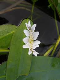 Aponogeton Distachyos Water Hawthorn Devon Pond Plants A wide variety of aponogeton options are available to you aponogeton distachyos water hawthorn