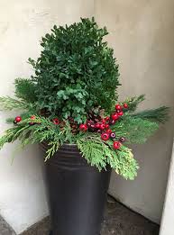 Holiday Seasonal Plant Jungle Holiday Boxwood Holiday Planter Christmas Planters