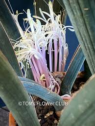 Image result for Sansevieria hallii