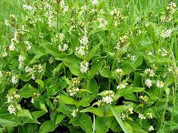 Image result for Vincetoxicum apiculatum