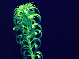 Image result for Lagarosiphon