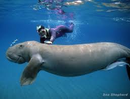 Pin By Mary Rainey On Endangered Species Sea Cow Critically Endangered Species Ocean Creatures