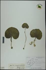 Image result for Nervilia crociformis