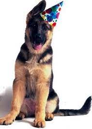 German Shepherd Birthday Hat German Shepherd Funny German Shepherd Puppies German Shepherd