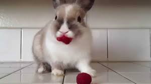 May 17, 2021 · yes! Bunny Eating Strawberry Youtube