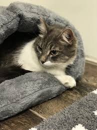 They are designed to help protect furniture from claw most cats stop growing at this point though there are some larger breeds that continue growing to the 18th month. We Just Adopted An 8 Month Old Kitten And I Need Help On Food Reviews Cute Cats Hq Pictures Of Cute Cats And Kittens Free Pictures Of Funny Cats And