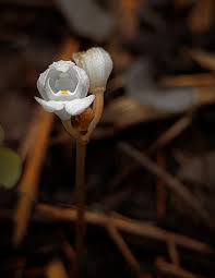 Image result for Didymoplexis