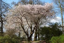 Image result for Prunus