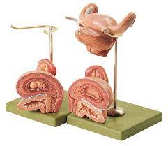 Curious about internal condoms (aka female condoms)? Internal Female Genital Organs Female Organs Embryology General Anatomy Anatomical Somso Models Cla Coburger Lehrmittelanstalt