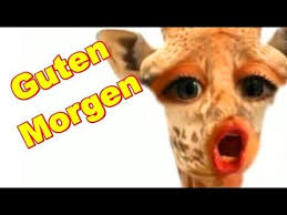 Guten Morgen Ich Hab Kein Bock Zu Arbeiten Erst Mal Kaffe Dir Einen Schonen Tag Guten Morgen Lustig Guten Morgen Schonen Samstag Bilder Kostenlos