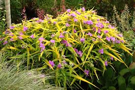 Image result for Thomandersia