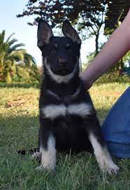 We did not find results for: Black Silver German Shepherd Puppies Sale Online Shopping