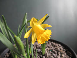 Image result for Litanthus pusillus