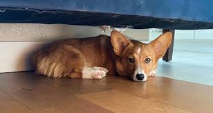 Both are strong, herding dogs. 6 Month Old Corgi Puppy From Santa Clarita In Need Of Donations For Surgery Hometown Station Khts Fm 98 1 Am 1220 Santa Clarita Radio Santa Clarita News