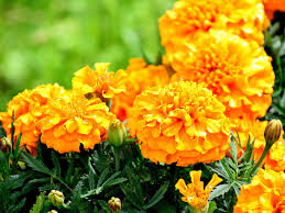 Where can i find marigold flowers near me. Flowers That Can Be Sown For Seedlings In March