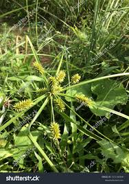 Image result for Cyperus alopecuroides