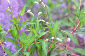 Image result for Persicaria lapathifolia