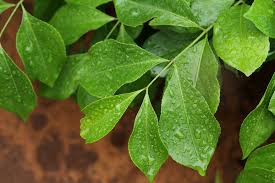 Image result for Hippocratea